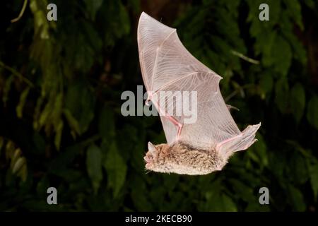 Daubenton's bat, Myotis daubentonii, in flight Stock Photo