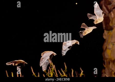 Nathusius' pipistrelle, Pipistrellus nathusii, in flight, stroboscope, multiple exposure Stock Photo