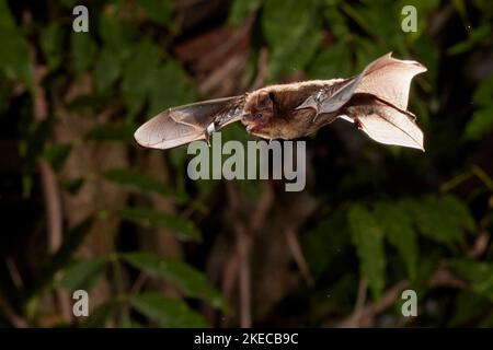 Nathusius' pipistrelle, Pipistrellus nathusii, in flight Stock Photo