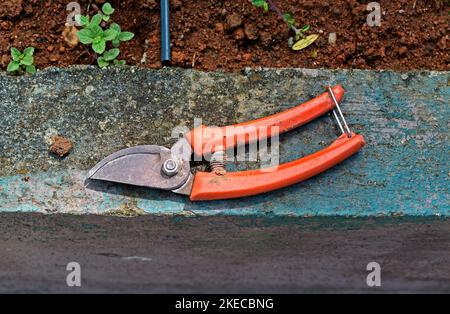 Pruning scissors on wall in vegetable garden, Teresopolis, Rio de Janeiro, Brazil Stock Photo