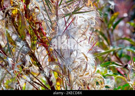 Rosebay Willowherb or Fireweed (epilobium, chamaenerion or chamerion angustifolium), close up showing the tall common plant in seed. Stock Photo