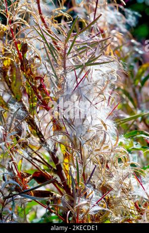 Rosebay Willowherb or Fireweed (epilobium, chamaenerion or chamerion angustifolium), close up showing the tall common plant in seed. Stock Photo