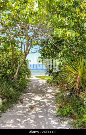 View of a sandy ocean beach through tropical trees in Florida Stock Photo