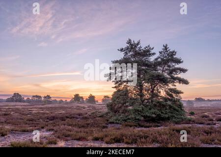 Landscapes of the Nemitzer Heide in the Wendland at the heather bloom in the early morning Stock Photo