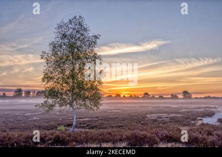 Landscapes of the Nemitzer Heide in the Wendland at the heather bloom in the early morning Stock Photo