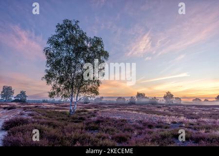 Landscapes of the Nemitzer Heide in the Wendland at the heather bloom in the early morning Stock Photo