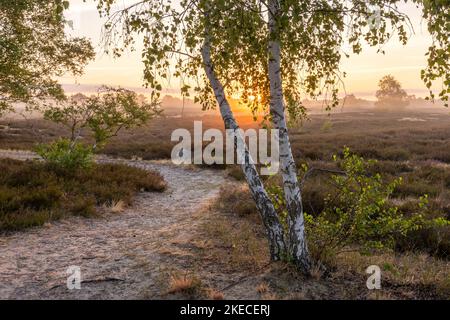 Landscapes of the Nemitzer Heide in the Wendland at the heather bloom in the early morning Stock Photo