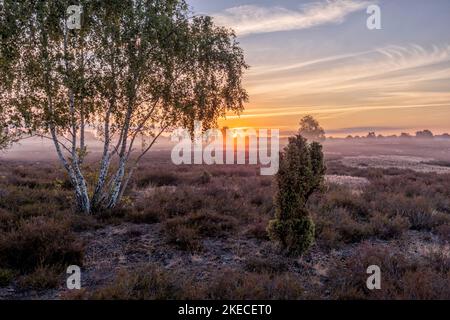 Landscapes of the Nemitzer Heide in the Wendland at the heather bloom in the early morning Stock Photo