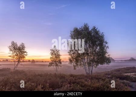 Landscapes of the Nemitzer Heide in the Wendland at the heather bloom in the early morning Stock Photo