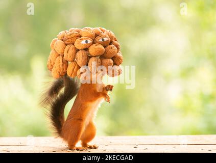 red squirrel with a walnut mask Stock Photo