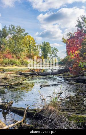 Vienna, oxbow lake of river Donau (Danube), island Donauinsel, nature reserve 'Toter Grund', floating logs, jungle, wilderness area, autumn colors, red colors of wild wine (Vitis vinifera) in 22. Donaustadt, Wien, Austria Stock Photo