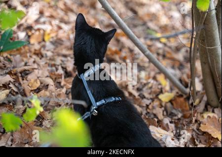 Black cat on a leash discovers the forest in autumn Stock Photo