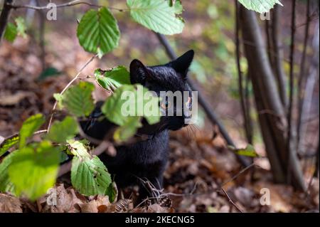 Black cat on a leash discovers the forest in autumn Stock Photo