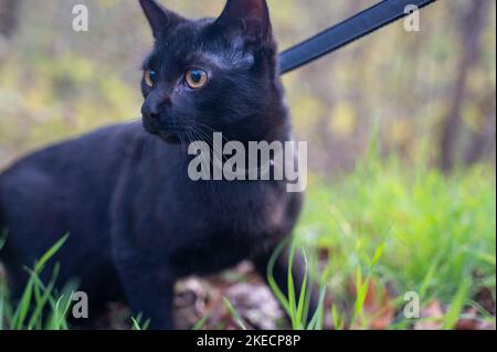 A curious black cat on a leash discovers nature Stock Photo