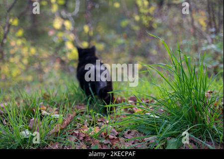 A blurred black cat  discovers nature, green grass in the foreground Stock Photo