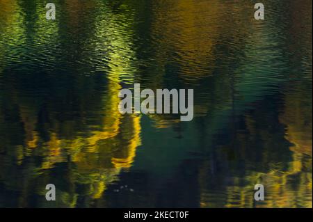 colorful autumn leaves reflected in the lake, Tourbière de Lispach near La Bresse, France, Grand Est region, Vosges Mountains, Ballons des Vosges Regional Nature Park Stock Photo