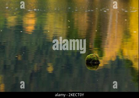 Tourbière de Lispach near La Bresse, moss-covered stone in the water, colorful autumn leaves reflected in the lake, France, Grand Est Region, Vosges Mountains, Ballons des Vosges Regional Nature Park Stock Photo