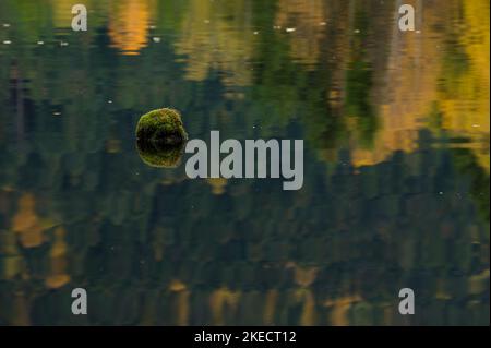 Tourbière de Lispach near La Bresse, moss-covered stone in the water, colorful autumn leaves reflected in the lake, France, Grand Est Region, Vosges Mountains, Ballons des Vosges Regional Nature Park Stock Photo