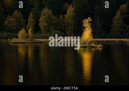 Tourbière de Lispach near La Bresse, on the grass islands in the lake shines the yellow leaves of the birches, autumn atmosphere, France, Grand Est Region, Vosges Mountains, Ballons des Vosges Regional Nature Park Stock Photo