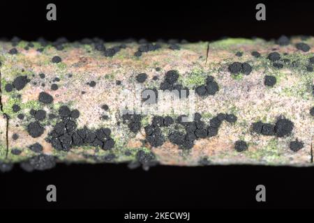 Black fungus fruiting bodies growing on the bark of a twig. Stock Photo