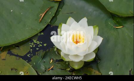 A closeup of a single Nymphaea candida water lily flower on green lily pads Stock Photo