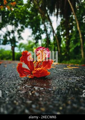 A vertical shot of a royal poinciana (Delonix regia) flower laying on a pavement Stock Photo