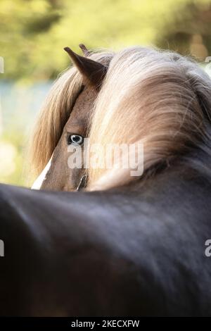 Icelandic Horse portrait Stock Photo