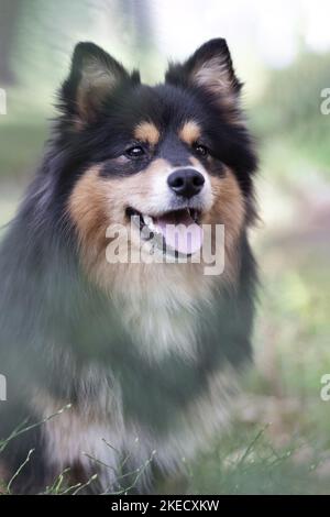 Finnish Lapphund portrait Stock Photo