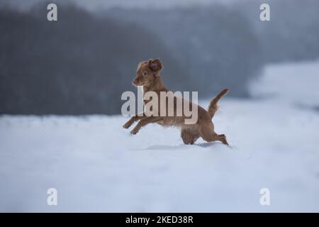 red Cocker-Spaniel-Mongrel Stock Photo