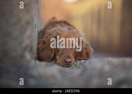 red Cocker-Spaniel-Mongrel Stock Photo