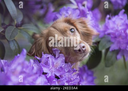 red Cocker-Spaniel-Mongrel Stock Photo
