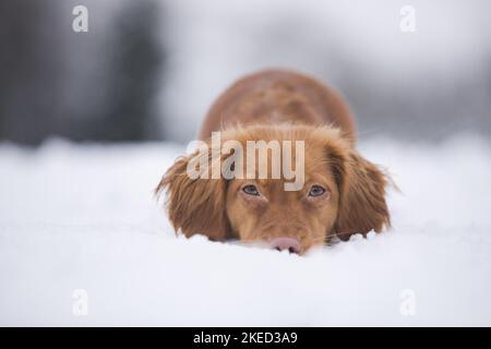 red Cocker-Spaniel-Mongrel Stock Photo