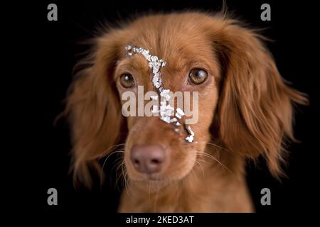 red Cocker-Spaniel-Mongrel Stock Photo