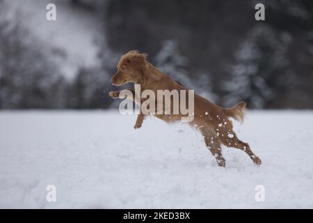 red Cocker-Spaniel-Mongrel Stock Photo