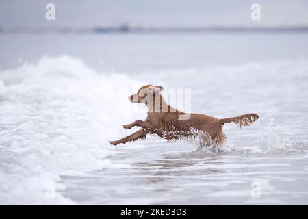 red Cocker-Spaniel-Mongrel Stock Photo