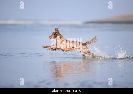 red Cocker-Spaniel-Mongrel Stock Photo