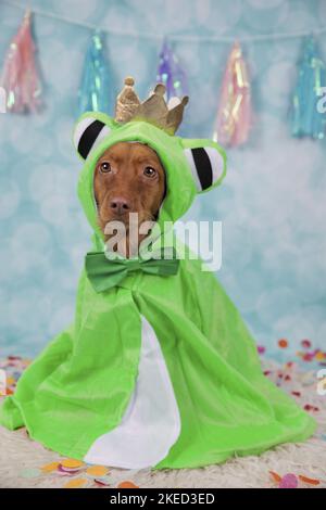 red Cocker-Spaniel-Mongrel Stock Photo