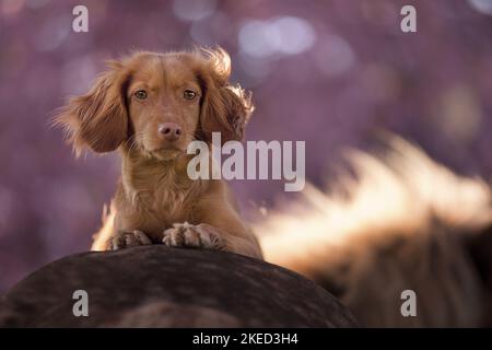 red Cocker-Spaniel-Mongrel Stock Photo