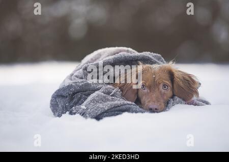 red Cocker-Spaniel-Mongrel Stock Photo