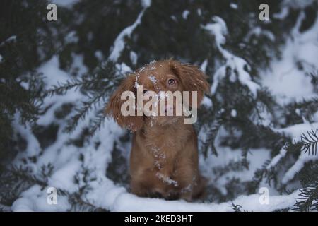 red Cocker-Spaniel-Mongrel Stock Photo