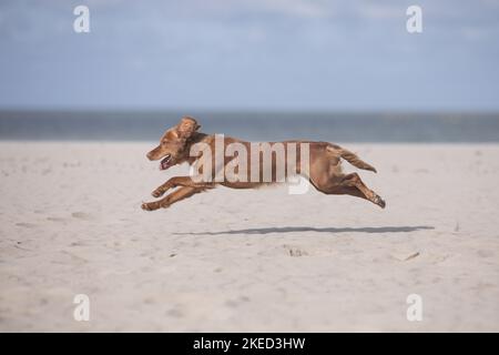 red Cocker-Spaniel-Mongrel Stock Photo