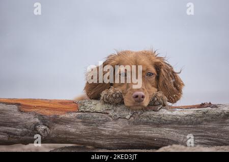red Cocker-Spaniel-Mongrel Stock Photo
