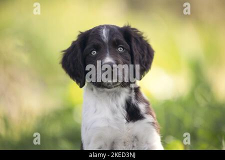 small munsterlander puppy Stock Photo