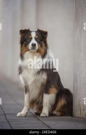 black-tri Australian Shepherd Stock Photo