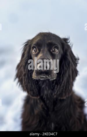English Cocker Spaniel Puppy portrait Stock Photo