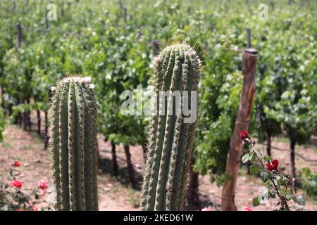 Two cactus at foreground on a summer scenery with wineyard rows unsharpen in Argentina.  Stock Photo