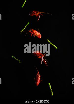Creative culinary composition. On a black background, boiled crayfish and pieces of asparagus in a frozen flight. Minimalism. Restaurant, hotel, food Stock Photo