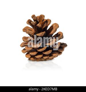 Spruce cone close-up on a white background. Isolate. Stock Photo