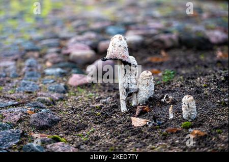 small white mushrooms grow between the cobblestones in a city park, close-up Stock Photo