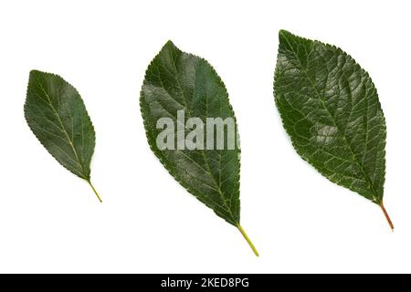 plum or cherry leaves isolated on white, top view, green fruit leaves flat lay, concept of growth from small to large Stock Photo